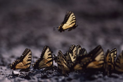  Texas butterflies. Photographed and copyrighted by Barbara Mattio 2007