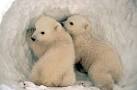 Polar Bear cubs need our help with climate change.
