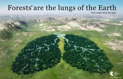 We need to save our forests, jungles and green spaces. Plants give off Oxygen that we need to breathe.