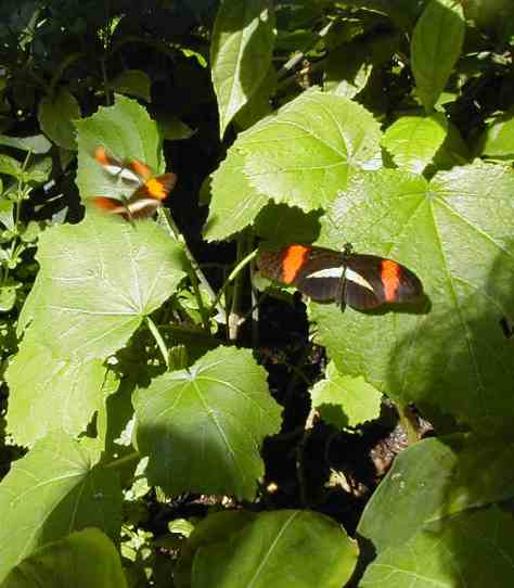 The delicate beauty of God's world. Butterflies are so fragile and beautiful.