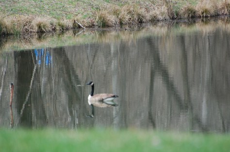 Mountain stream Photograph and copyright by Barbara Mattio 2015