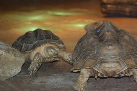Tortoises - Cleveland Aquarium - Copyright Barbara Mattio 2015