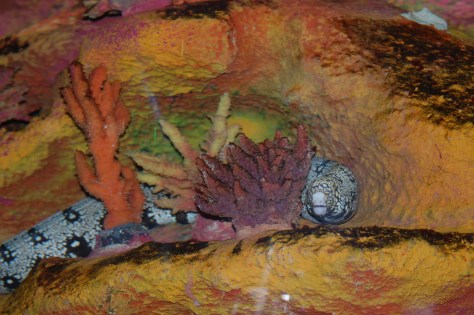 Snowflake Eel with Coral - Cleveland Aquarium - Copyright Barbara Mattio 2015