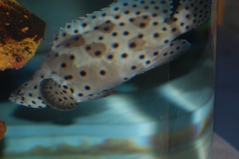 Cleveland Aquarium - Copyright Barbara Mattio 2015