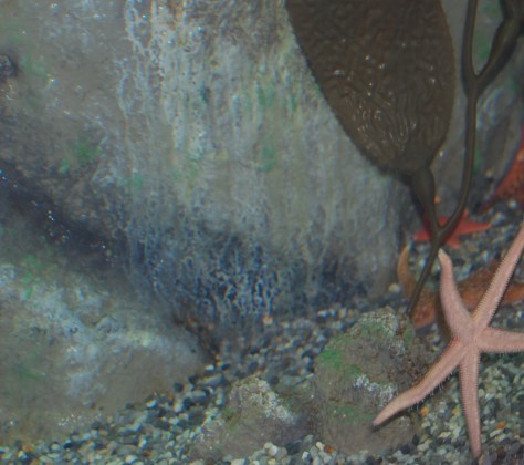 Starfish - Cleveland Aquarium - Copyright Barbara Mattio 2015