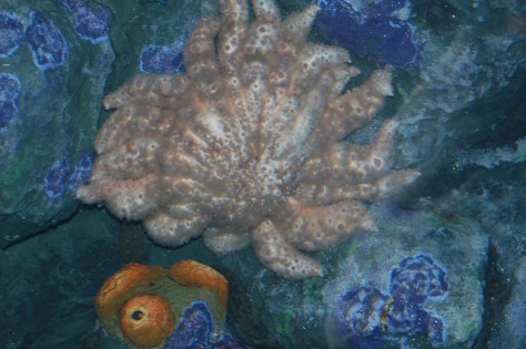 Sunburst Starfish - Cleveland Aquarium - Copyright Barbara Mattio 2015