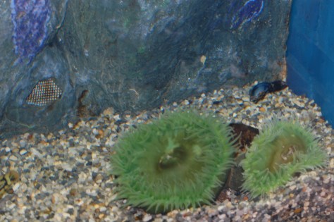 Sea Anemone - Cleveland Aquarium - Copyright Barbara Mattio 2015