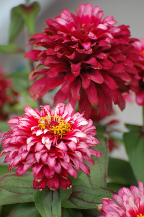 Zinnias grown, photographed and copyrighted by Barbara Mattio 2014