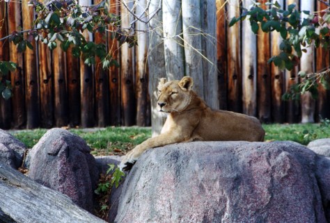 Female lion on watch. Photographed and copyrighted by Barbara Mattio 2015