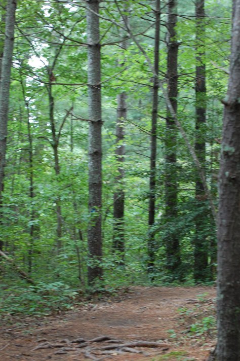 Off of the Blue Ridge Parkway. Photograph and copyright by Barbara Mattio 2015