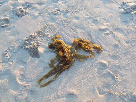 Sea grapes. I assume they aren't edible. Photograph and copyright by Amy Halperin