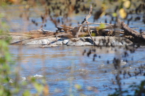 The French Broad River before we got on the Parkway. Photograph and copyright by Barbara Mattio 2015