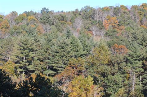 The colors are just beginning to show and there are so many shades of green. Photograph and copyright by Barbara Mattio 2015