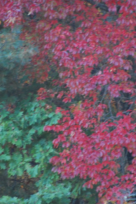 Red my favorite color. Photograph and copyright by Barbara Mattio 2015