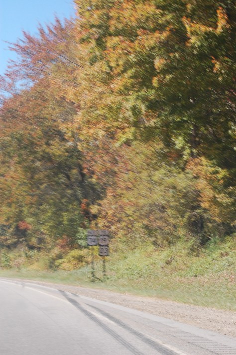Leaves in Motion (from a speeding car) Photograph & Copyright Barbara Mattio 2015