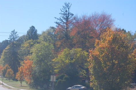 Autumnal Beauty Photograph & Copyright Barbara Mattio 2015