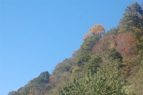 Changing Leaves on Hillside Photograph & Copyright Barbara Mattio 2015