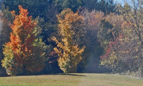 Turning of the Leaves Photograph & Copyright Barbara Mattio 2015