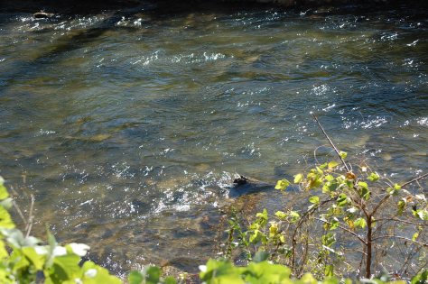 The brooks are all running full. Photograph and copyright by Barbara Mattio 2015