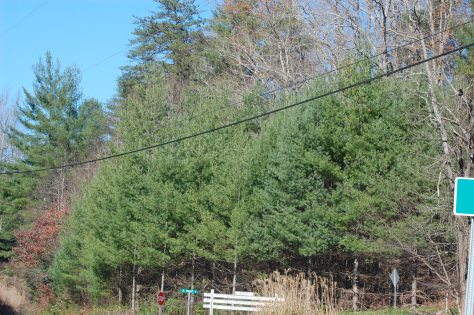 North Carolina is the evergreen state and I am really glad there are so many here. Photograph and copyright by Barbara Mattio 2015