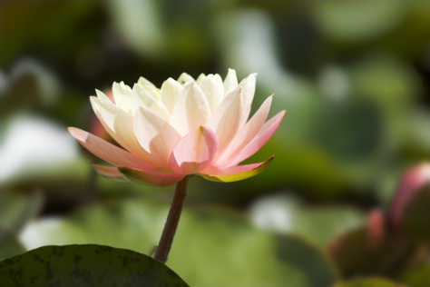 A water Lily Photograph and copyright by Barbara Mattio 2016