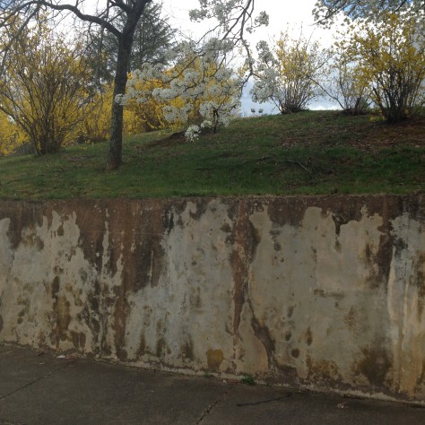 Forsythia in bloom Photograph and copyright by Barbara Mattio, 2016