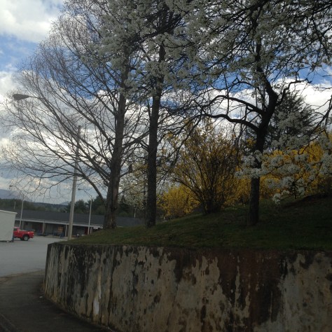 Trees are budding out everywhere. Photograph and copyright by Barbara Mattio, 2016