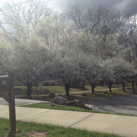I want to photograph every tree! Photograph and copyright by Barbara Mattio, 2016
