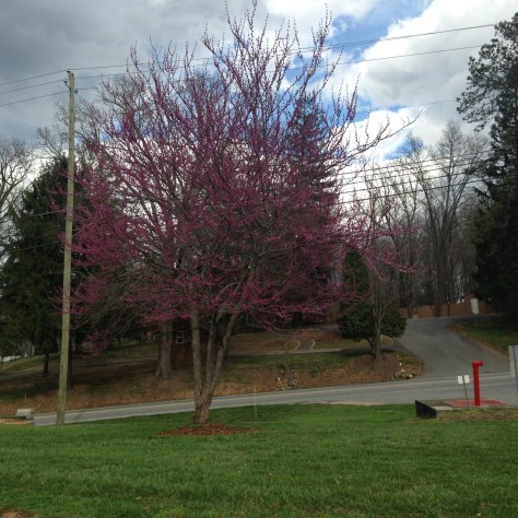 What a wonderful time spring is. Photograph and copyright by Barbara Mattio, 2016