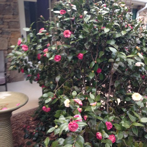 Camelia in bloom Photograph and copyright by Barbara Mattio, 2016 