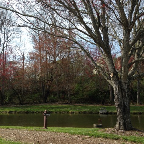 Spring is busting out everywhere. Photograph and copyright by Barbara Mattio, 2016
