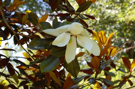 Magnolia blooming in Black Mountain, NC. Photograph and copyright by Barbara Mattio, 2010