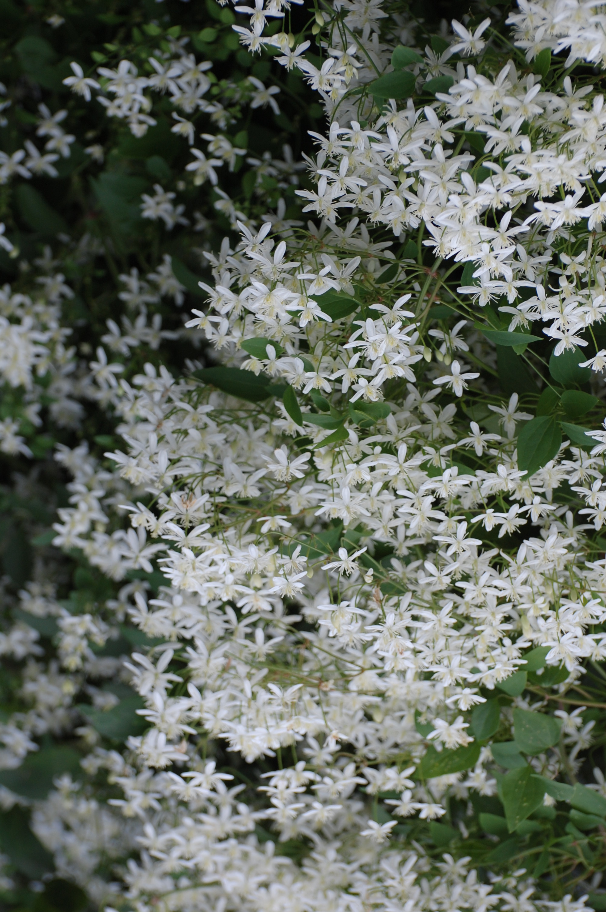 Autumn blooming white Clematis Avon OH Photograph and Copyright Barbara Mattio 2009
