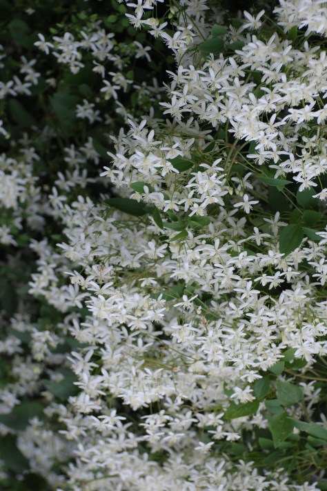 Autumn blooming white Clematis Avon OH Photograph and Copyright Barbara Mattio 2009
