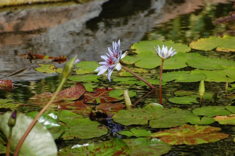 Water Lily garden, Caribbean. Photograph and copyright by Barbara Mattio, 2013
