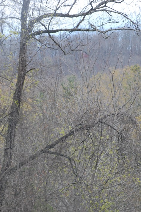 The Blue Ridge Parkway goes from Virginia, North Carolina and Tennessee. Photograph and copyright by Barbara Mattio, 2016