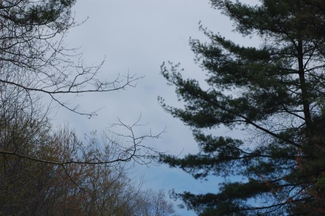 Carolina Blue sky amongst the trees. Photograph and copyright by Barbara Mattio, 2016