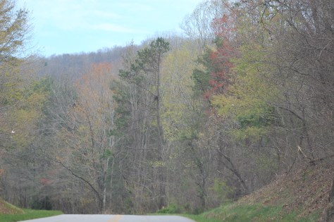 Every day there is more green on the trees. Photograph and copyright by Barbara Mattio, 2016