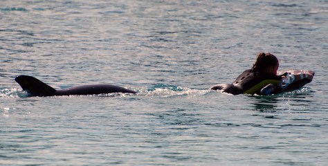 Swimming with Dolphins. Photograph and copyright by Barbara Mattio, 2013
