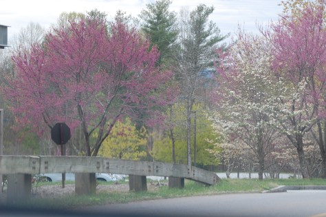 Flowers in bloom on trees. Photograph and copyright by Barbara Mattio, 2016