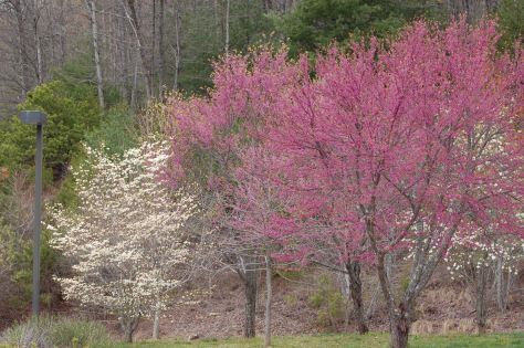 The Blue Ridge Mountains never stop being a thrill. Photograph and copyright by Barbara Mattio, 2016