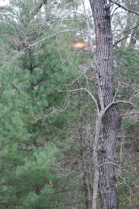 Have you hugged a tree lately? Photograph and copyright by Barbara Mattio, 2016