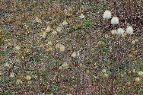 Wildflowers. Photograph and copyright by Barbara Mattio, 2016