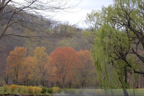 This is not an autumn photograph. It is new leaves coming out on the branches. Photograph and copyright by Barbara Mattio, 2016