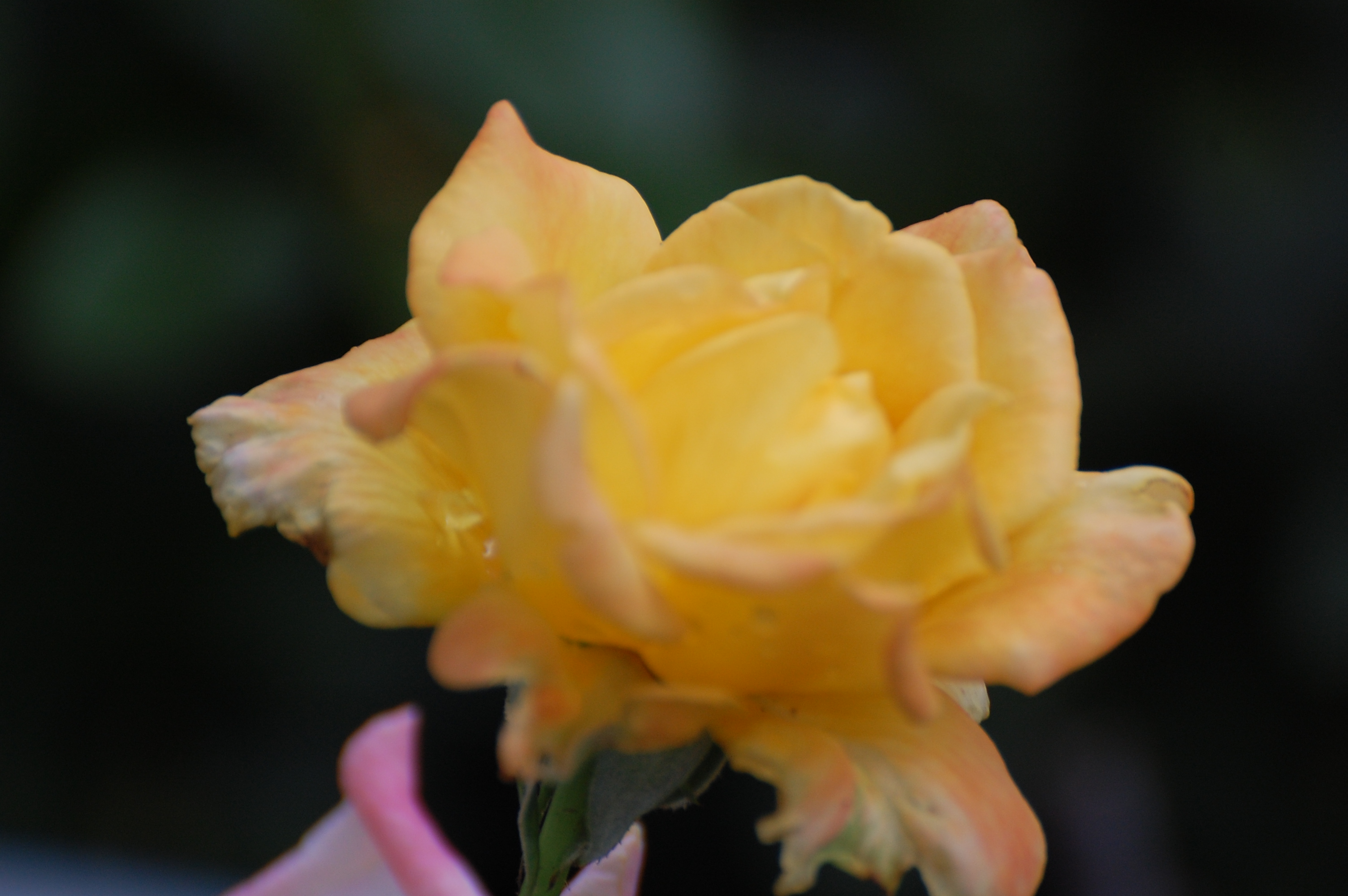 Rio Rose bloom Avon OH Photograph and Copyright Barbara Mattio 2014