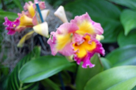 Painted Sky Orchid. Photograph and copyright by Barbara Mattio, 2013