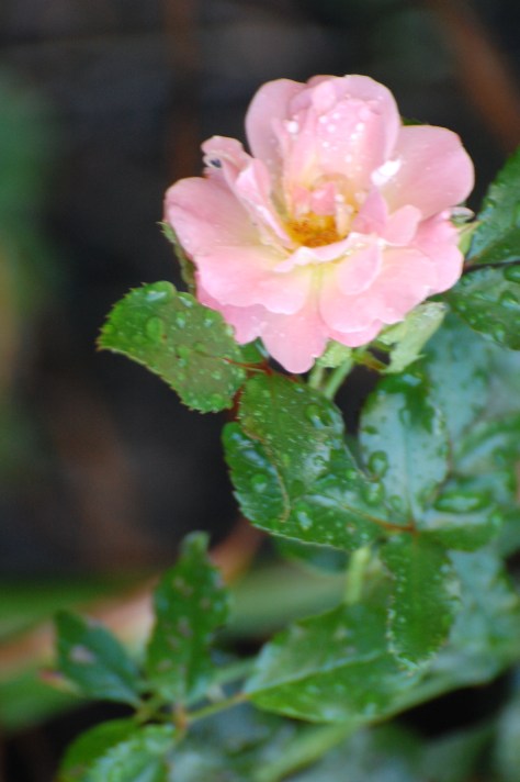 Pink Drift Rose Avon OH Photograph and Copyright Barbara Mattio 2014
