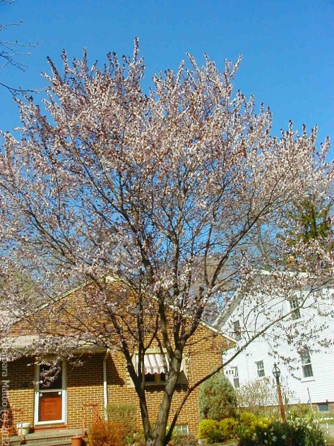 Flowing Plum Tree in bloom. In memory of my late husband. Bay Village, OH Photograph and Copyright Barbara Mattio 2006