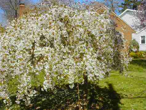 Weeping Cherry Tree Photograph and copyright by Barbara Mattio, 2006
