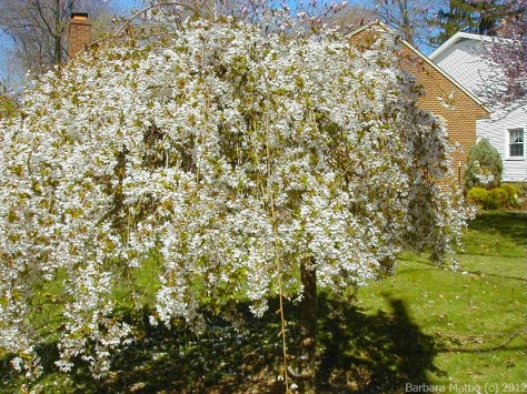 Weeping Cherry in Bloom. Bay Village, OH Photograph and Copyright Barbara Mattio 2006